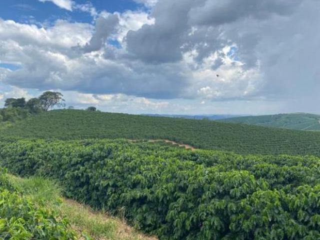 Sítio e chácara venda em Região Geográfica Imediata de Guaxupé, Guaxupé