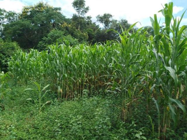 Sítio e chácara venda em Região Geográfica Imediata de Curvelo, Curvelo
