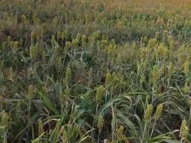 Sítio e chácara venda em Região Geográfica Imediata de Anápolis, Jaraguá