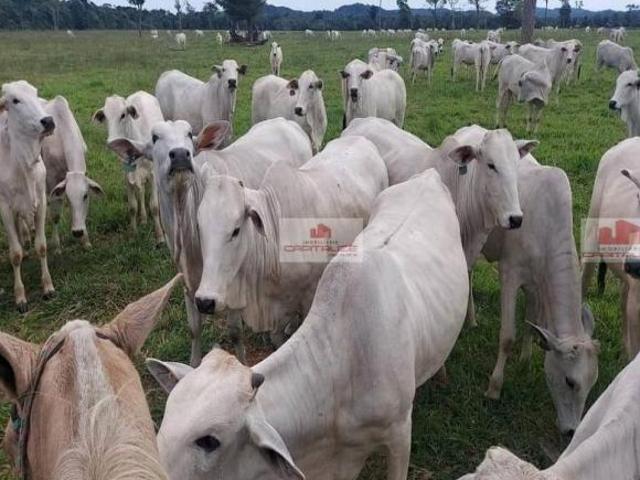 Sítio e chácara venda em Região Geográfica Imediata de Confresa - Vila Rica, Confresa