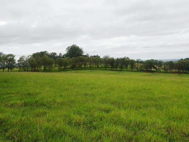 Fazenda venda em Região Imediata de Itapeva, Riversul