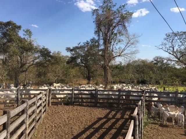Sítio e chácara venda em Região Geográfica Imediata de Cáceres, Antônio João