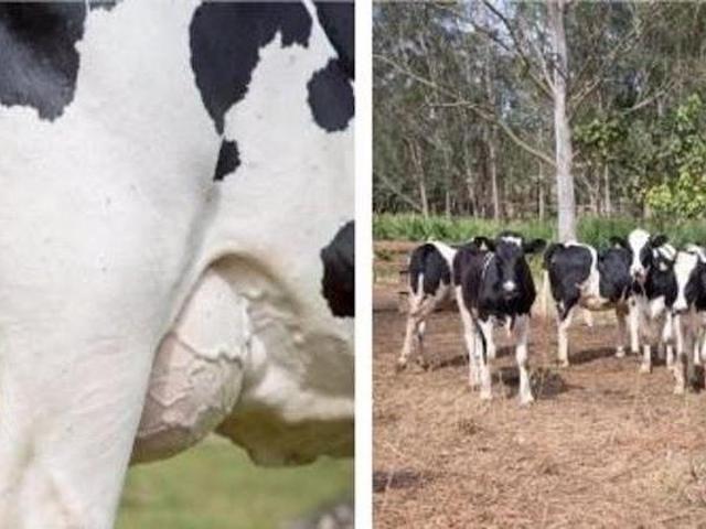 Sítio e chácara venda em Região Imediata de Taubaté-Pindamonhangaba, Região Metropolitana do Vale do Paraíba e Litoral Norte