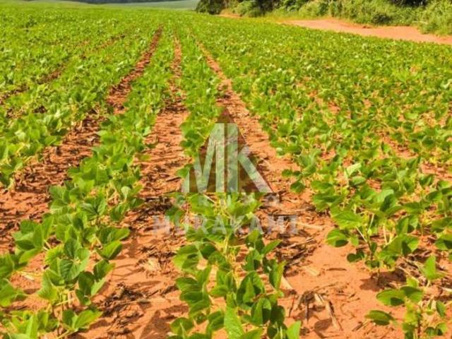 Sítio e chácara venda em Região Geográfica Imediata de Londrina, Florestópolis