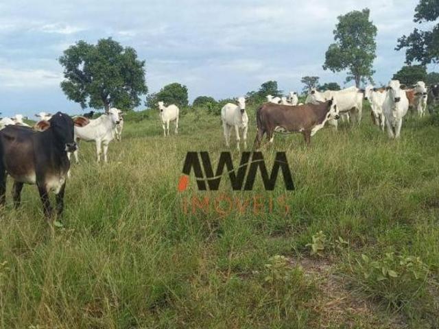 Sítio e chácara venda em Região Geográfica Imediata de Goiás - Itapuranga, Faina