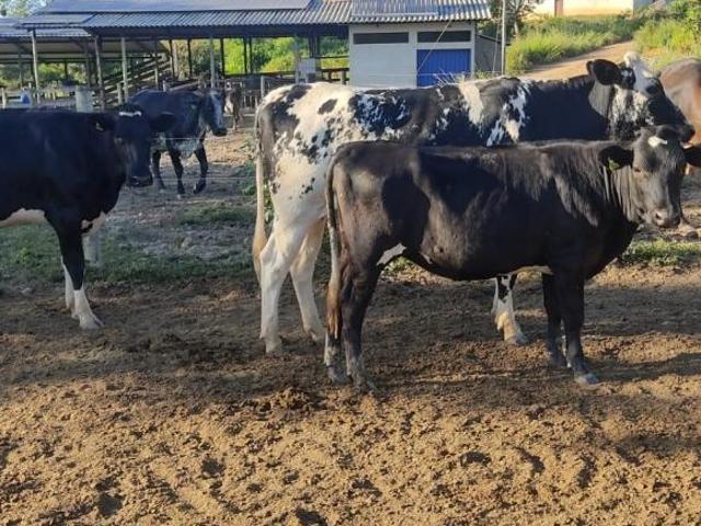 Sítio e chácara venda em Região Geográfica Imediata de Curvelo, Corinto