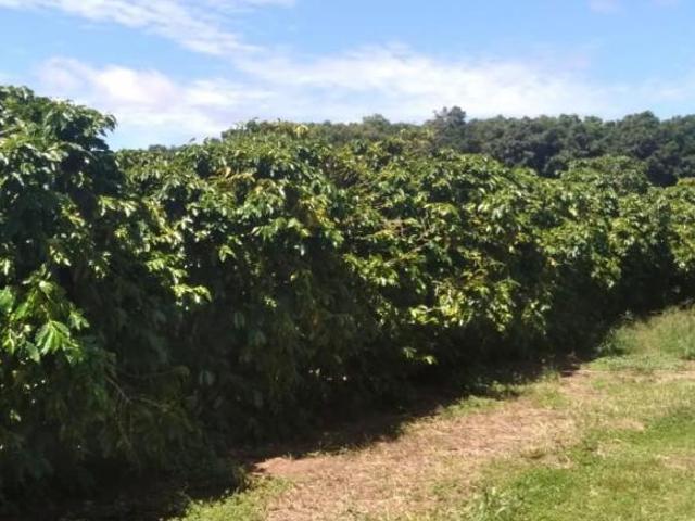 Sítio e chácara venda em Região Imediata de Marília, Garça