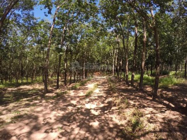 Sítio e chácara venda em Região Imediata de Araçatuba, Auriflama