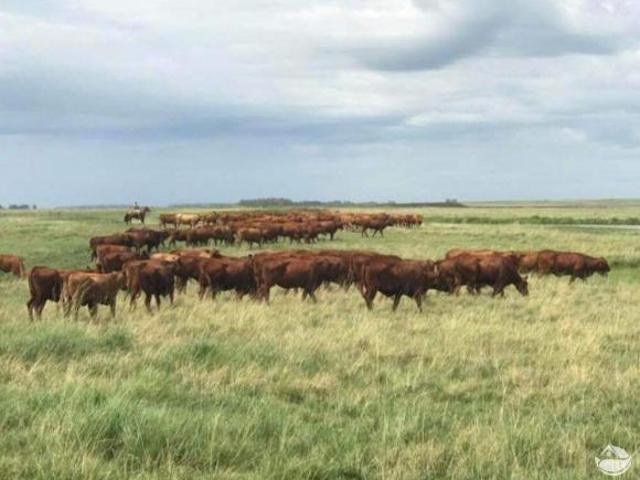 Sítio e chácara venda em Região Geográfica Imediata de Santana do Livramento, Santana do Livramento
