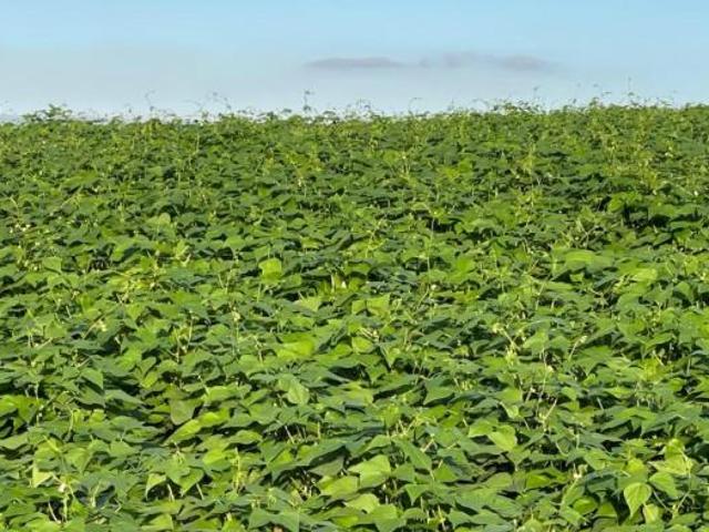 Sítio e chácara venda em Região Geográfica Imediata de Conselheiro Lafaiete, Entre Rios de Minas