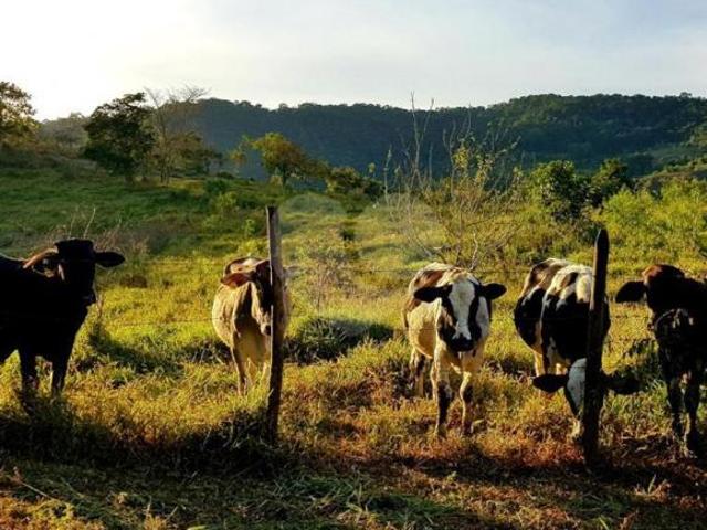 Sítio e chácara venda em Região Geográfica Imediata de Juiz de Fora, Piau