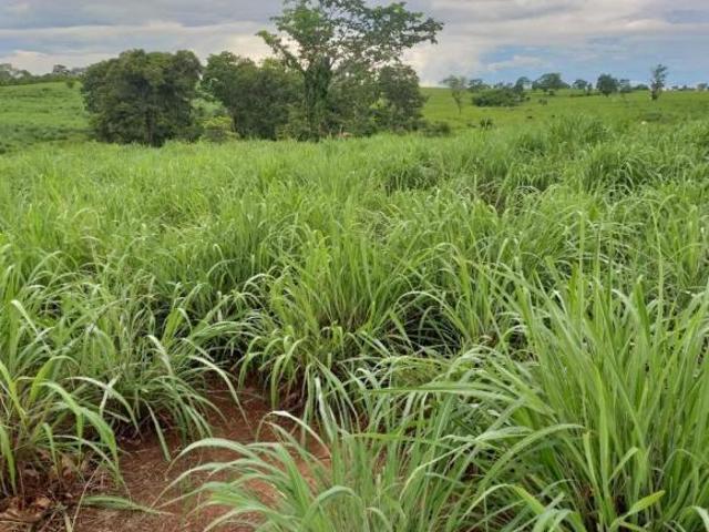 Sítio e chácara venda em Região Geográfica Imediata de Posse-Campos Belos, Monte Alegre de Goiás
