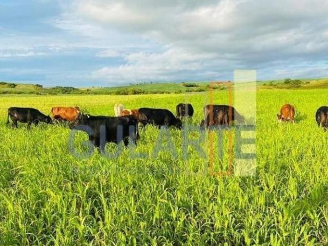 Sítio e chácara venda em Região Geográfica Imediata de Bagé, Candiota