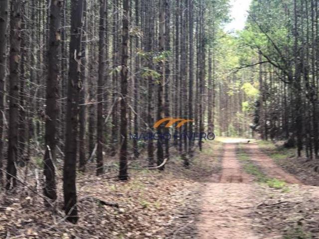 Sítio e chácara venda em Região Imediata de Ribeirão Preto, Região Metropolitana de Ribeirão Preto
