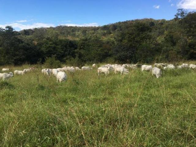 Sítio e chácara venda em Região Geográfica Imediata de Pirapora, Lassance