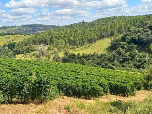 Sítio e chácara venda em Região Geográfica Imediata de Oliveira, São Francisco de Paula