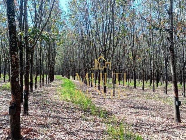 Sítio e chácara venda em Região Imediata de São José do Rio Preto, Região Metropolitana de São José do Rio Preto