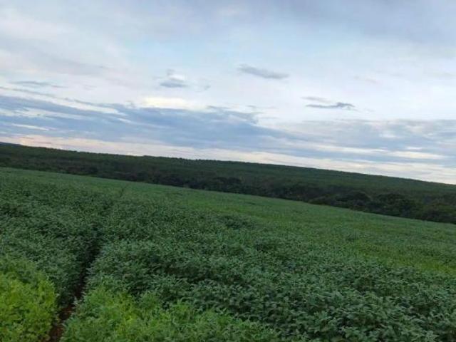 Sítio e chácara venda em Região Geográfica Imediata de Uberlândia, Campina Verde
