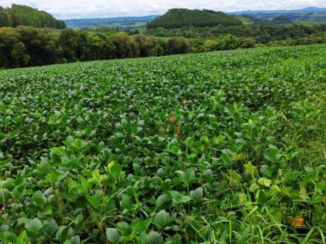 Sítio e chácara venda em Região Geográfica Imediata de Guarapuava, Candói