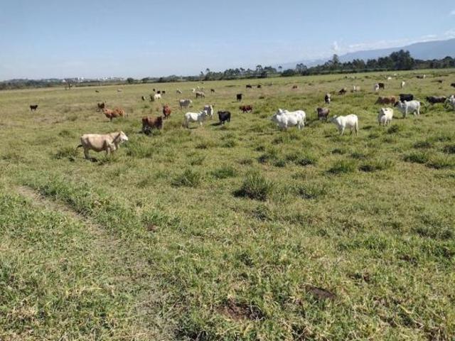 Sítio e chácara venda em Região Imediata de Guaratinguetá, Região Metropolitana do Vale do Paraíba e Litoral Norte