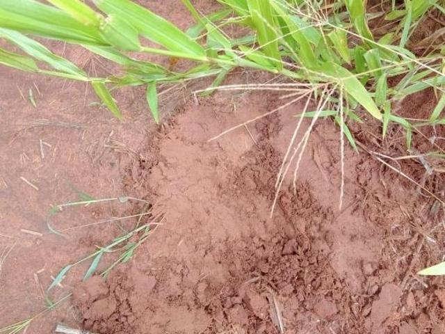 Sítio e chácara venda em Região Imediata de São Carlos, São Carlos