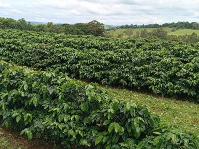 Sítio e chácara venda em Região Geográfica Imediata de Lavras, Lavras