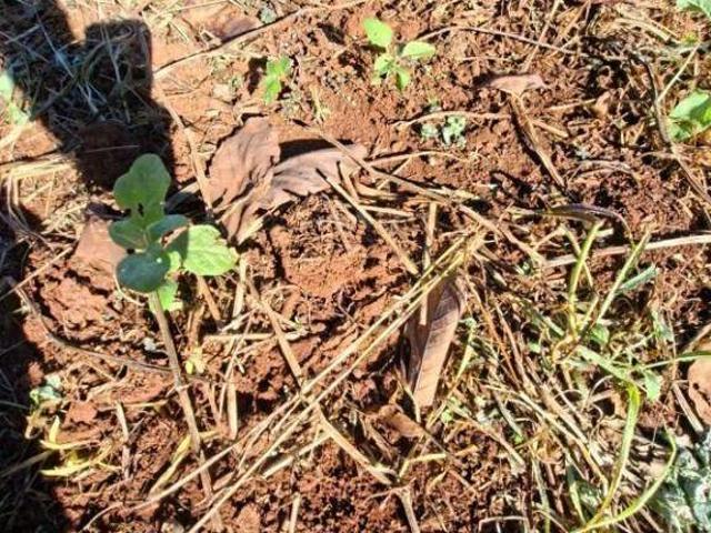 Sítio e chácara venda em Região Imediata de Bauru, Pederneiras