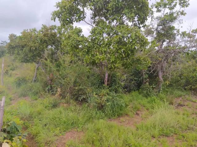 Fazenda venda em Região Geográfica Imediata de Palmas, Santa Tereza do Tocantins