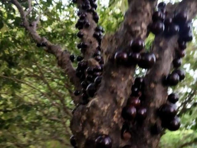 Sítio e chácara venda em Região Imediata de São José do Rio Preto, Região Metropolitana de São José do Rio Preto