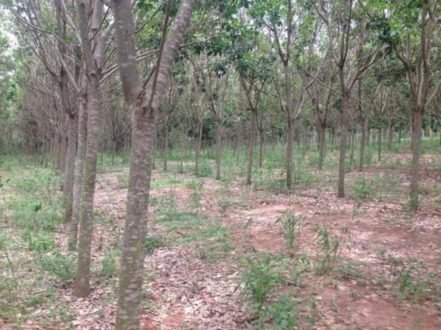 Sítio e chácara venda em Região Imediata de São José do Rio Preto, Região Metropolitana de São José do Rio Preto