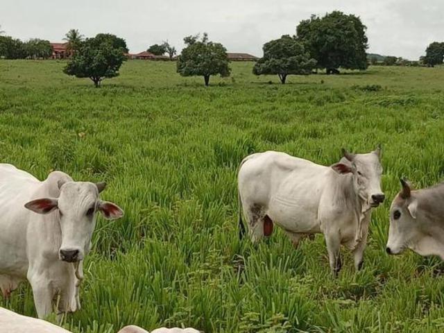 Sítio e chácara venda em Região Geográfica Imediata de Janaúba, Manga
