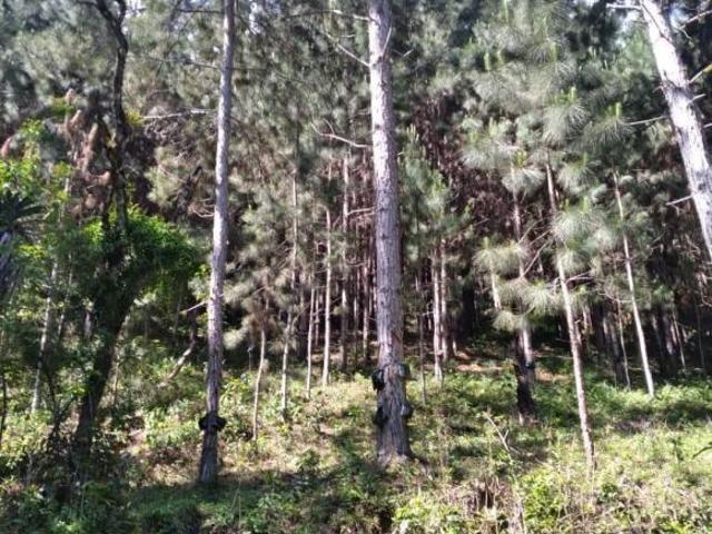 Sitio venda em Guapiara, República