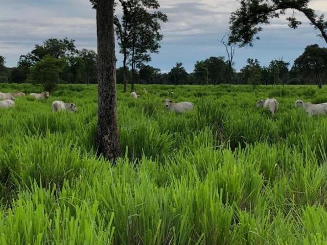 Sítio e chácara venda em Região Geográfica Imediata de Cuiabá, Região Metropolitana do Vale do Rio Cuiabá
