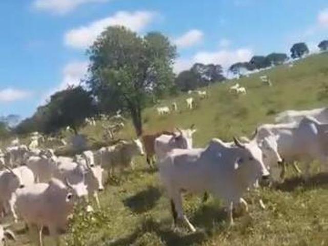 Sítio e chácara venda em Região Geográfica Imediata de Curvelo, Três Marias