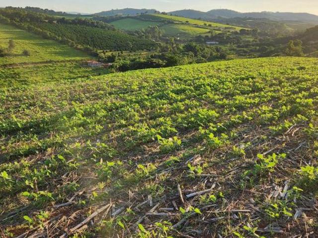 Sítio e chácara venda em Região Geográfica Imediata de Varginha, Monsenhor Paulo