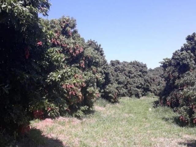 Sítio e chácara venda em Região Imediata de Campinas, Região Metropolitana de Campinas