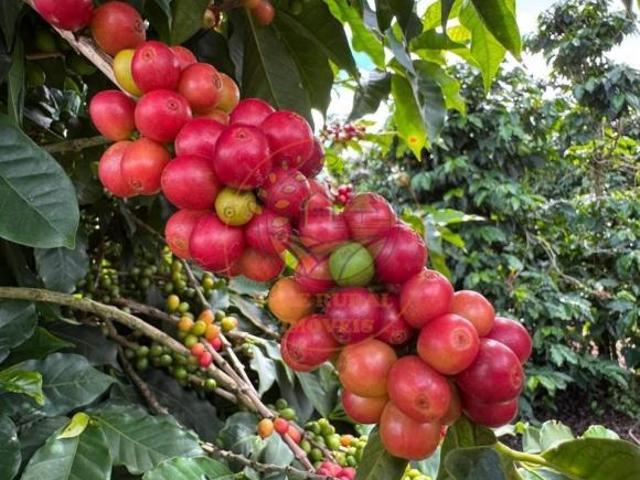 Sítio e chácara venda em Região Geográfica Imediata de Araxá, Campos Altos
