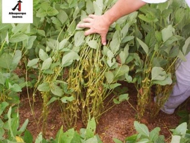 Sítio e chácara venda em Região Geográfica Imediata de Ubá, Tocantins