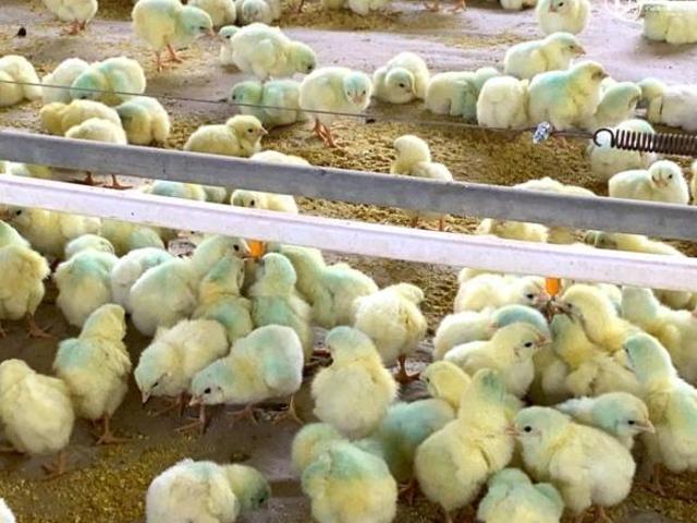 Sítio e chácara venda em Região Imediata de Jundiaí, Cabreuva