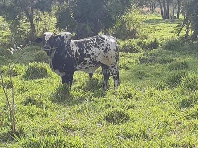 Sítio e chácara venda em Região Geográfica Imediata de Rio Verde, Cachoeira Alta