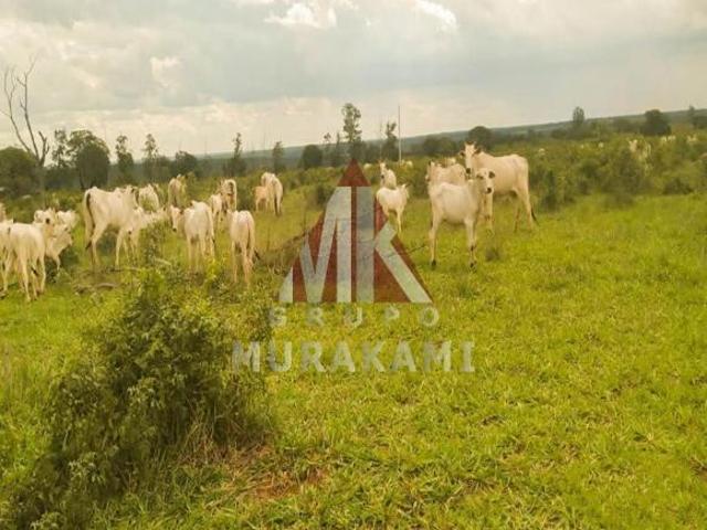 Sítio e chácara venda em Região Geográfica Imediata de Campo Grande, Campo Grande