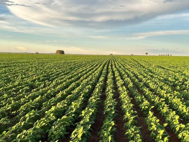 Sítio e chácara venda em Ivinhema, Mato Grosso do Sul
