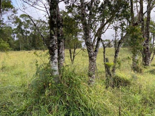 Sítio e chácara venda em Região Imediata de Itapeva, Ribeirão Branco