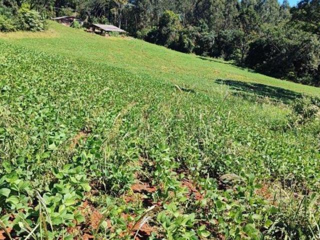 Sítio e chácara venda em Região Geográfica Imediata de Francisco Beltrão, Francisco Beltrão