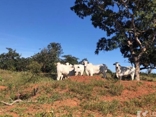 Sítio e chácara venda em Região Geográfica Imediata de Caldas Novas-Morrinhos, Marzagão