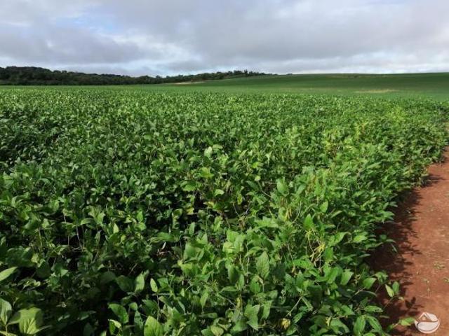Sítio e chácara venda em Região Geográfica Imediata de Água Boa, Campinápolis