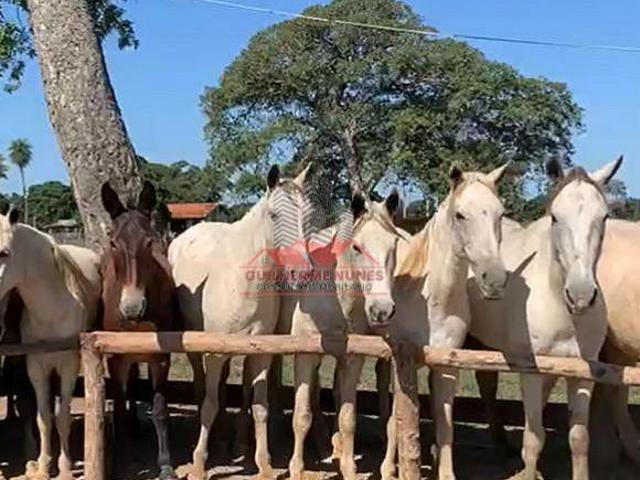 Sítio e chácara venda em Região Geográfica Imediata de Cuiabá, Poconé