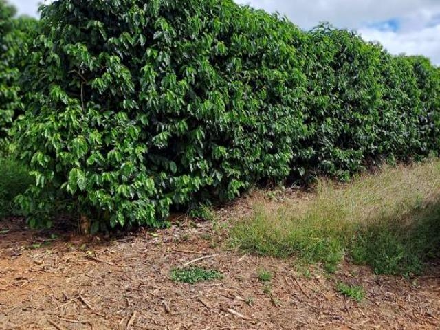 Sítio e chácara venda em Região Geográfica Imediata de Piumhi, Vargem Bonita