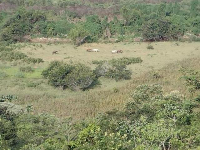Sítio e chácara venda em Região Imediata de Birigui-Penápolis, Birigui