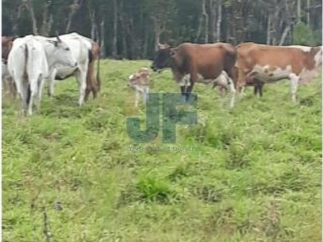 Sítio e chácara venda em Região Geográfica Imediata de Guarapuava, Guarapuava